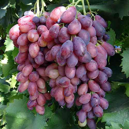 Cаджанці винограду Ася (черенкований) - 1-річний Чернівці