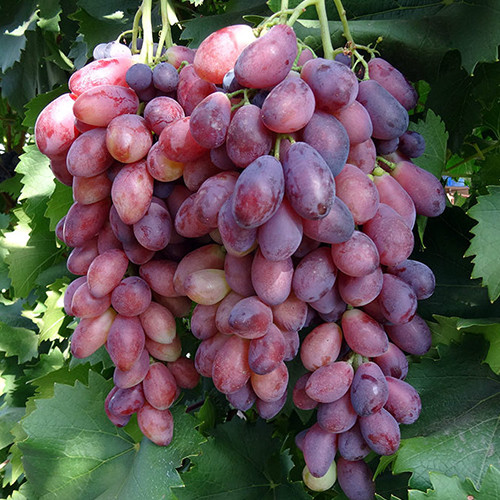 Cаджанці винограду Ася (черенкований) - 1-річний Чернівці - фото 1