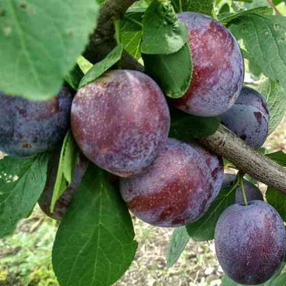 Саженцы сливы Кабардинка (привитый) - 2-летний Черновцы