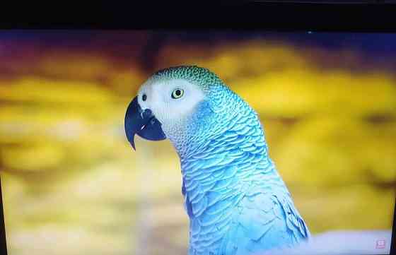 Ноутбук: HP PROBOOK 650 G1. Київ