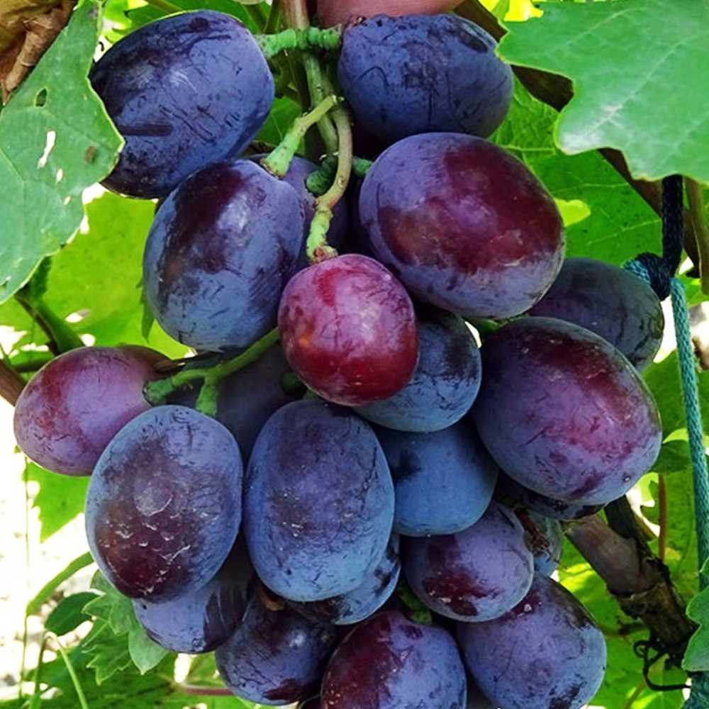 Саджанці винограду Еверест (черенкований) - 2-річний Чернівці - фото 1