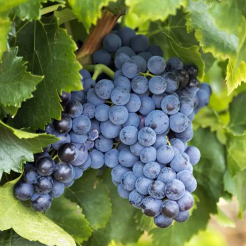 Cаджанці винограду Бастардо (черенкований) - 2-річний Чернівці - фото 1