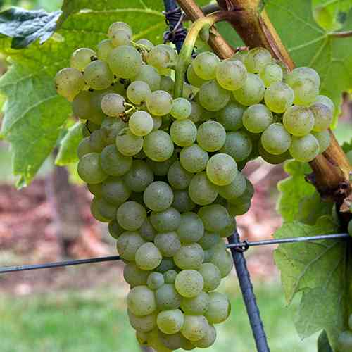 Cаджанці винограду Коломбар (черенкований) - 1-річний Чернівці