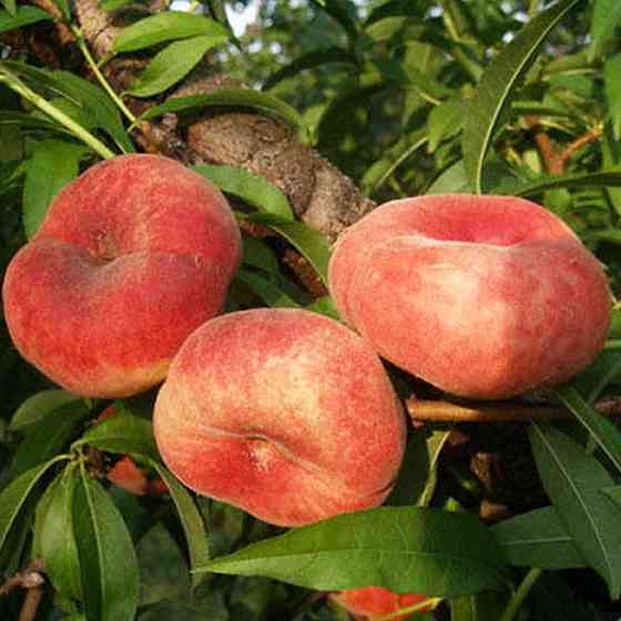 Саженцы персика Инжирный Ранний (привитый) - 2-летний Черновцы