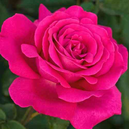 Саженцы роз Веласкес (привитый) - 2-летний Черновцы