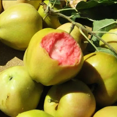 Саженцы яблони Пинк Перл (привитый) - 1-летний Черновцы - изображение 1