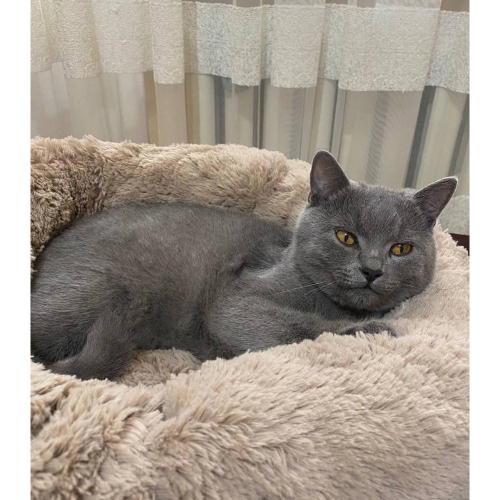 Лежанка для кошек и собак «Ворс» капучино 10049 Киев - изображение 6