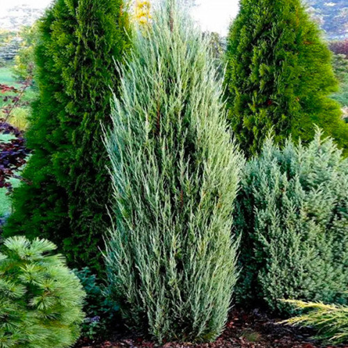 Саджанці ялівцю Срібна Зірка (черенкований) - 3-річний Чернівці - фото 1