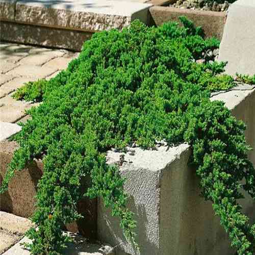 Саджанці ялівцю Нана Прокумбенс (черенкований) - 3-річний Чернівці