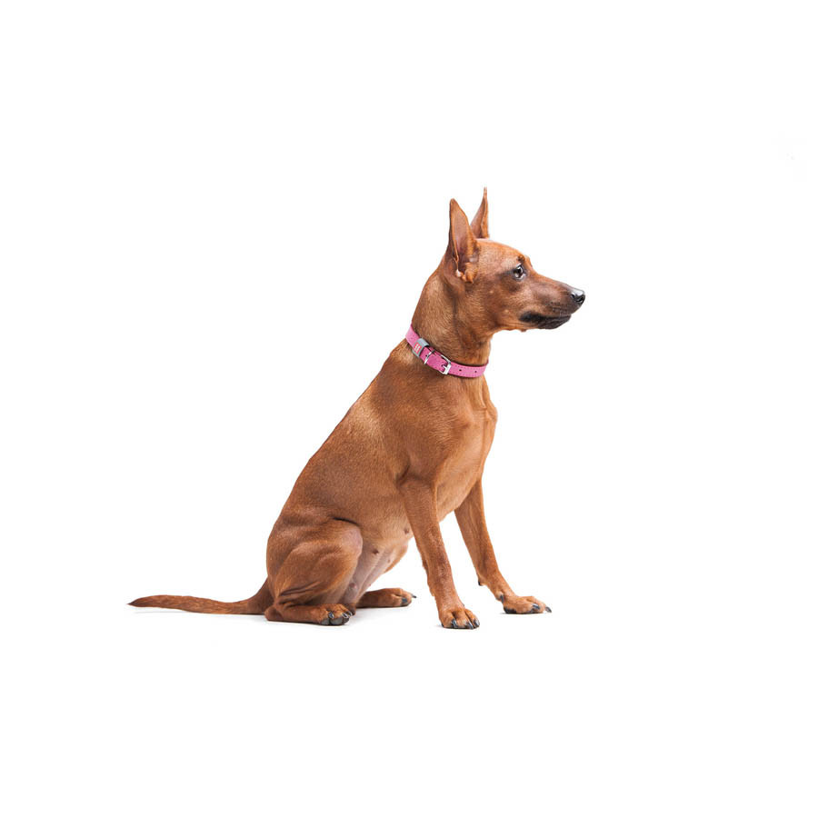 Нашийник для собак шкіряний WAUDOG Classic, Ш 12 мм, Дов 21-29 см рожевий Коломыя - изображение 2