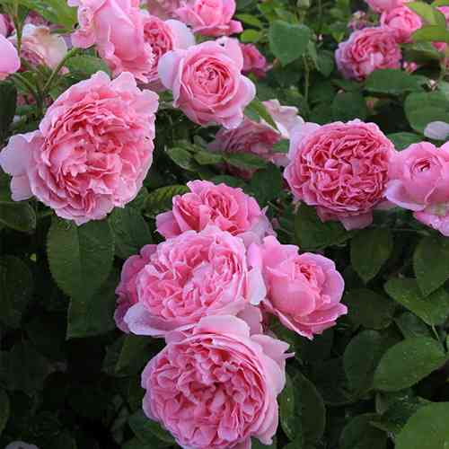 Саджанці троянд Мері Роуз (привитий) - 2-річний Чернівці