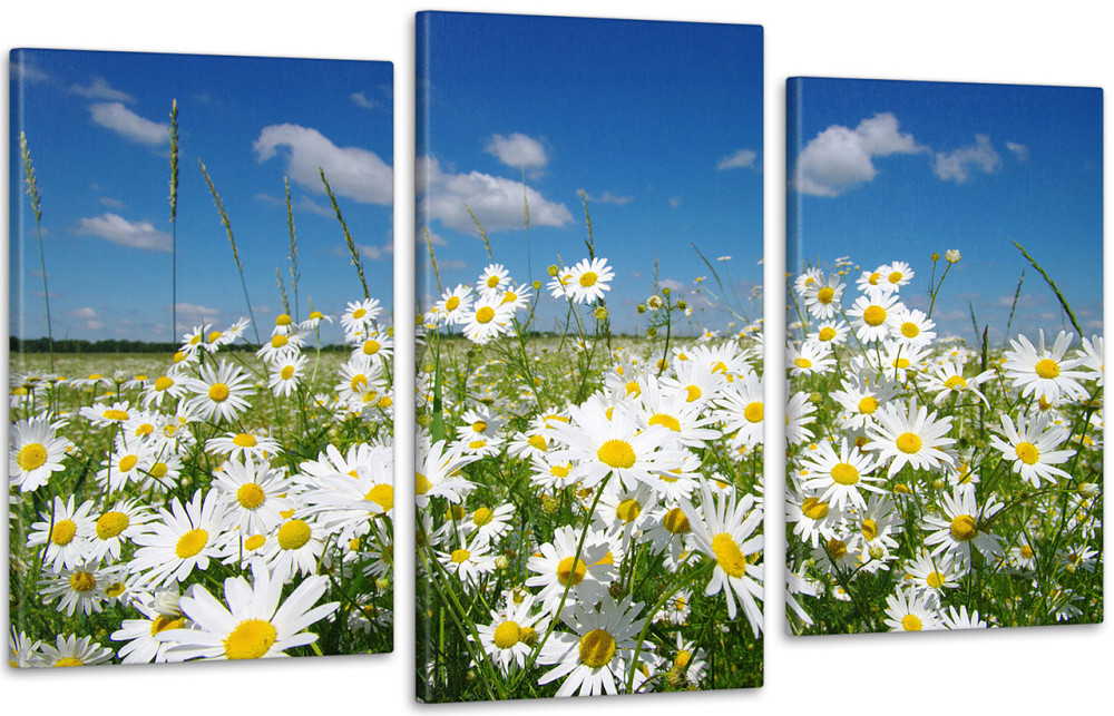 Модульна картина Природа Ромашка Art-47_3 Київ - фото 1