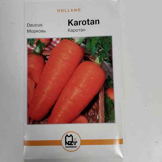 Морковь 