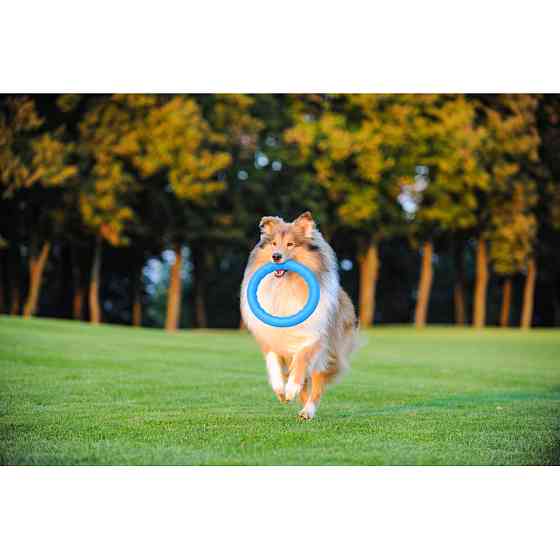 Кільце для апортировки PitchDog30, діаметр 28 см, блакитний Коломия