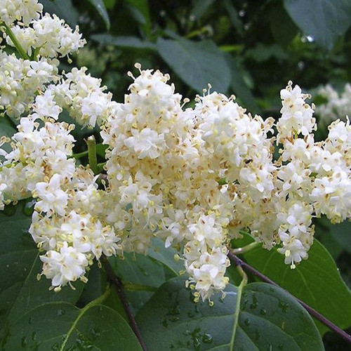 Саджанці бузку Амурський (привитий) - 1-річний Чернівці - фото 1