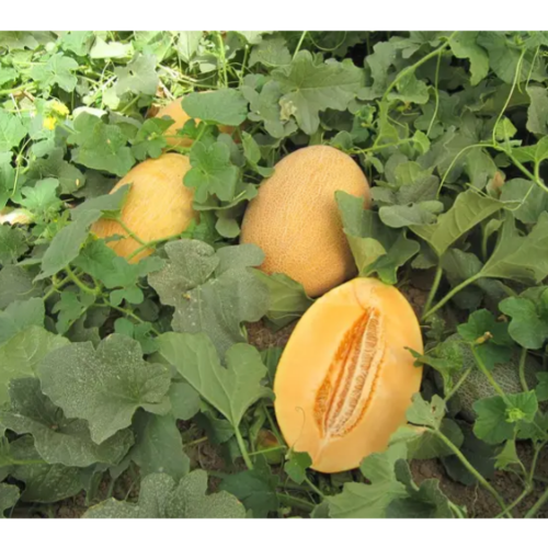 Диня Кар'єра F1 8шт Професійне насіння Житомир