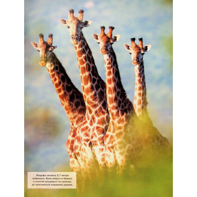 Книга Велика книга тварин - Клаудія Мартін Vivat (9786171704794) Винница - изображение 11