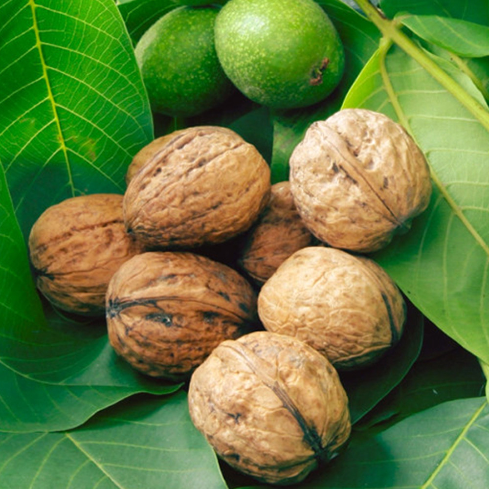 Саженцы грецкого ореха Президент - 1-летний Черновцы - изображение 1