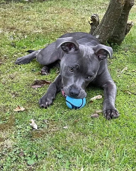 Мячик для собак Chuckit! Sniff Fetch Ball игрушка с ароматом бекона, размер М (6.4 см) Винница - изображение 3