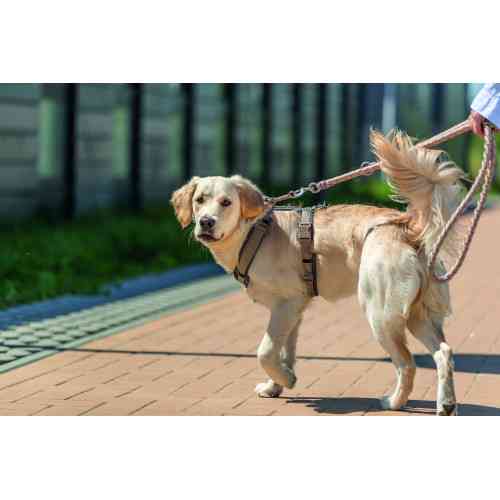 Повідок Trixie Cavo для собак регульований S–M 2 м діаметр 12 мм рожево-пісочний Київ