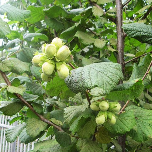 Саженцы фундука Королевский (отводка) - 4-летний Черновцы - изображение 2