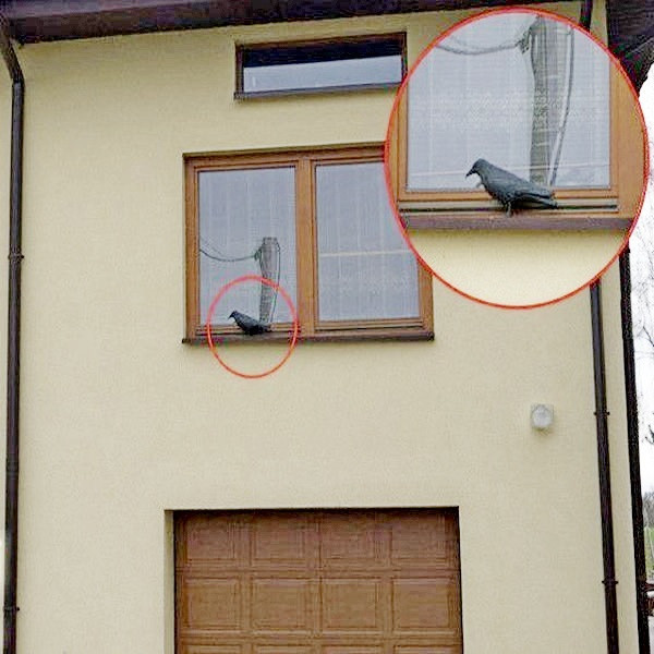 Ворон для отпугивания птиц Днепр - изображение 4