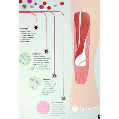 Книга Тіло людини - Кристина Перабоні Жорж (9786177853199) Вінниця