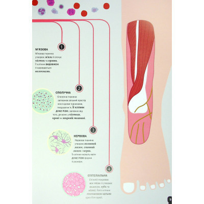 Книга Тіло людини - Кристина Перабоні Жорж (9786177853199) Винница - изображение 5