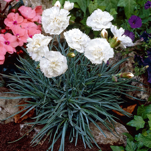 Саджанці гвоздики Королівська Біла (черенкований) - 2-річний Чернівці - фото 1