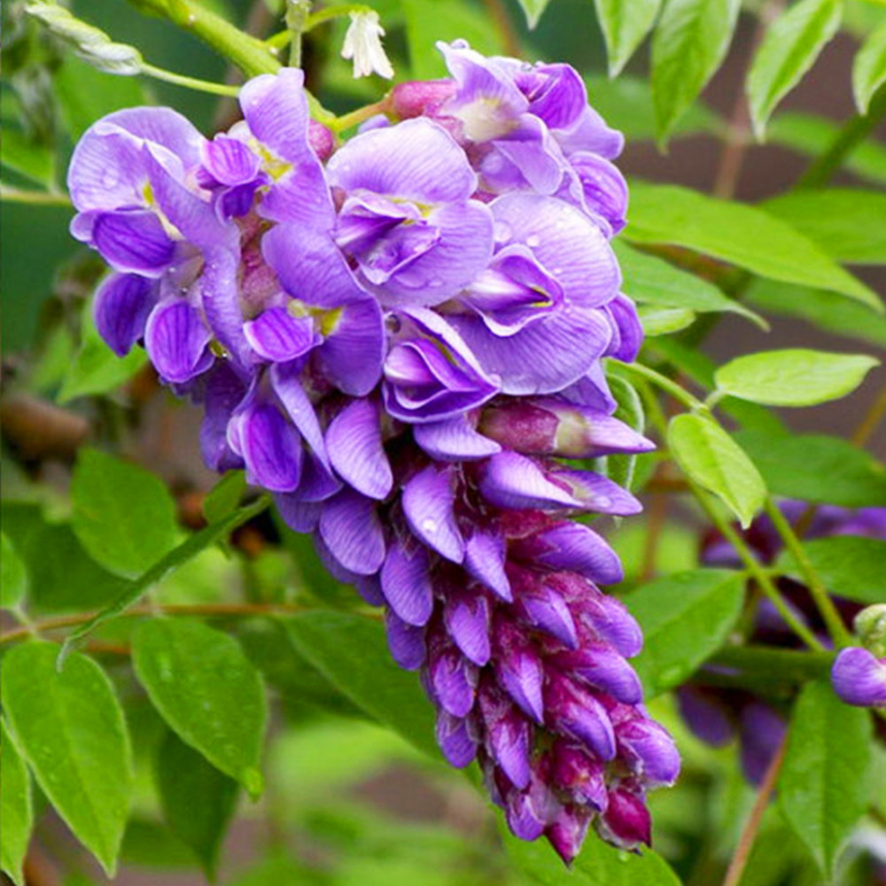 Саженцы глицинии Блю Мун Черновцы - изображение 1