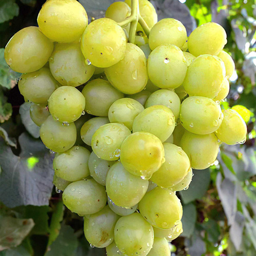 Cаджанці винограду Дар'я (черенкований) - 1-річний Чернівці - фото 1