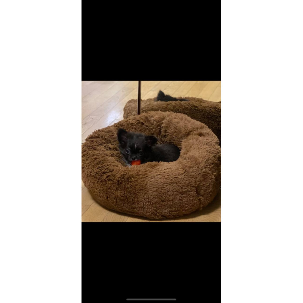 Лежанка для собак и кошек «Ворс» коричневая Incor 10042 M (50см) Киев - изображение 4
