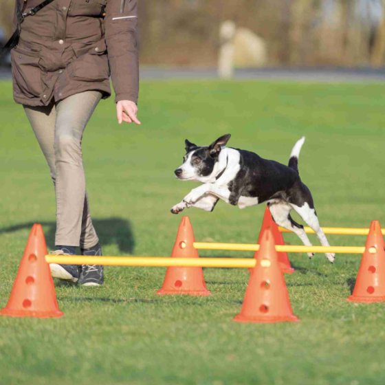 Набір перешкод для собак Trixie Dog Activity (Тріксі)  23х30см/78см 6 конусів 3 перекладини Запоріжжя
