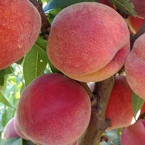 Саджанці персика Харнас (привитий) - 2-річний Чернівці