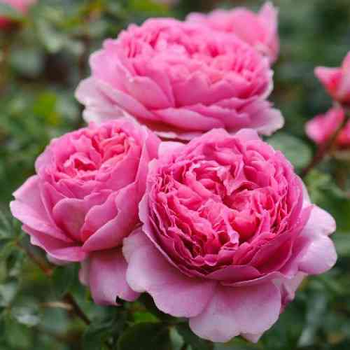 Саджанці троянд Принцеса Олександра Кентська (привитий) - 2-річний Чернівці