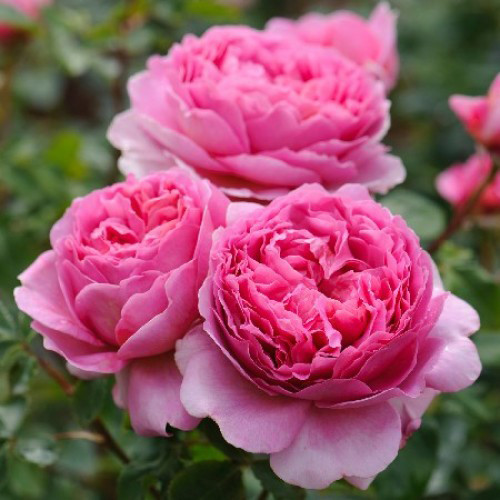 Саженцы роз Принцесса Александра Кентская (привитый) - 2-летний Черновцы - изображение 1