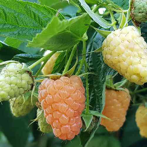 Саджанці малини Альпен Голд (черенкований) - 1-річний Чернівці