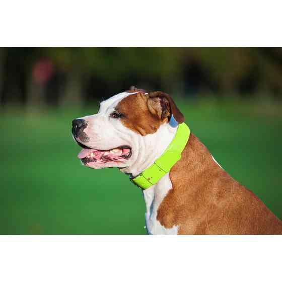 Нашийник для собак шкіряний WAUDOG Glamour з QR паспортом, без прикрас, L, Ш 25 мм, Дов 38-49 с Коломыя