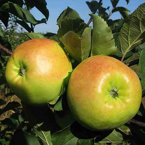 Саджанці яблуні Путівка (привитий) - 1-річний Чернівці