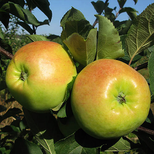 Саджанці яблуні Путівка (привитий) - 1-річний Чернівці - фото 1