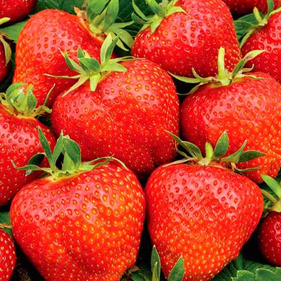 Саджанці полуниці Гігантелла (10 штук) - 1-річний Чернівці