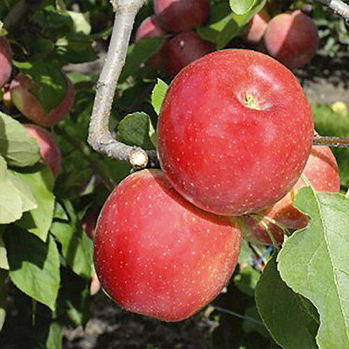 Саджанці яблуні Аріан (привитий) - 1-річний Чернівці - фото 1