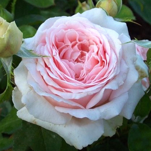 Саджанці троянд Андре Ле Нотр (привитий) - 2-річний Чернівці - фото 1