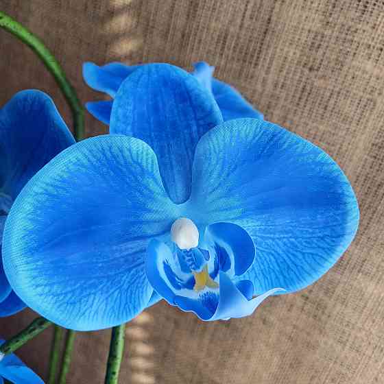 Штучна латексна орхідея VIP на дві гілки жовто-блакитна Дніпро