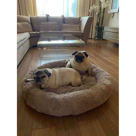 Лежанка для кошек и собак «Ворс» XXL (90см), Капучино Киев