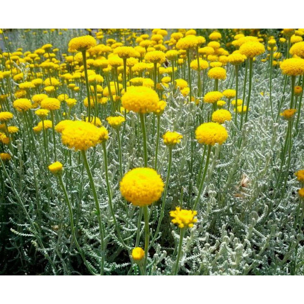 Саджанці сантоліни Блакитна (черенкований) - 2-річний Чернівці - фото 1