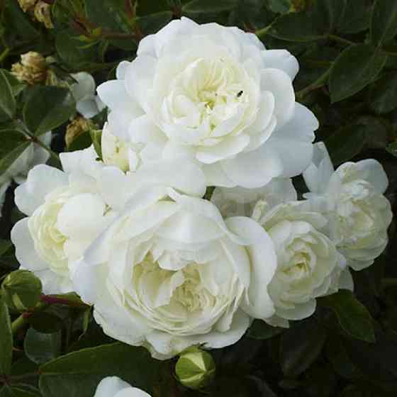 Саженцы роз на штамбе Свани (привитый) Черновцы