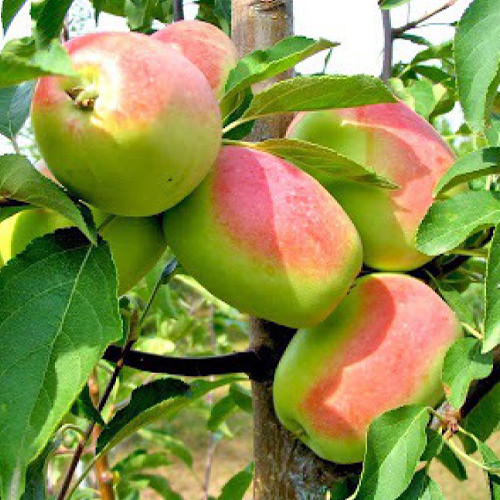 Саджанці яблуні Кандиль Синап (привитий) - 1-річний Чернівці - фото 3