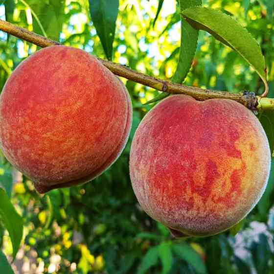 Саженцы персика Кондор (привитый) - 1-летний Черновцы