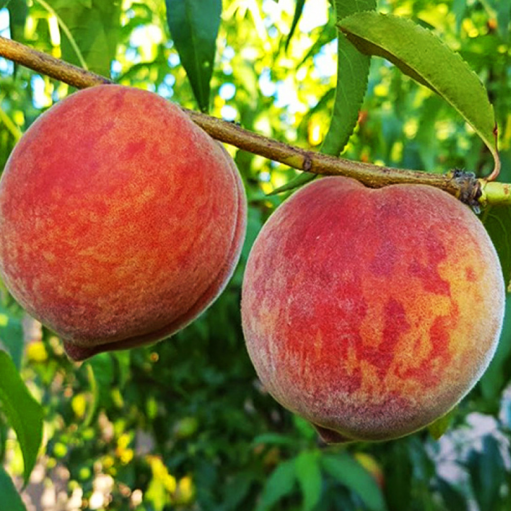 Саженцы персика Кондор (привитый) - 1-летний Черновцы - изображение 3